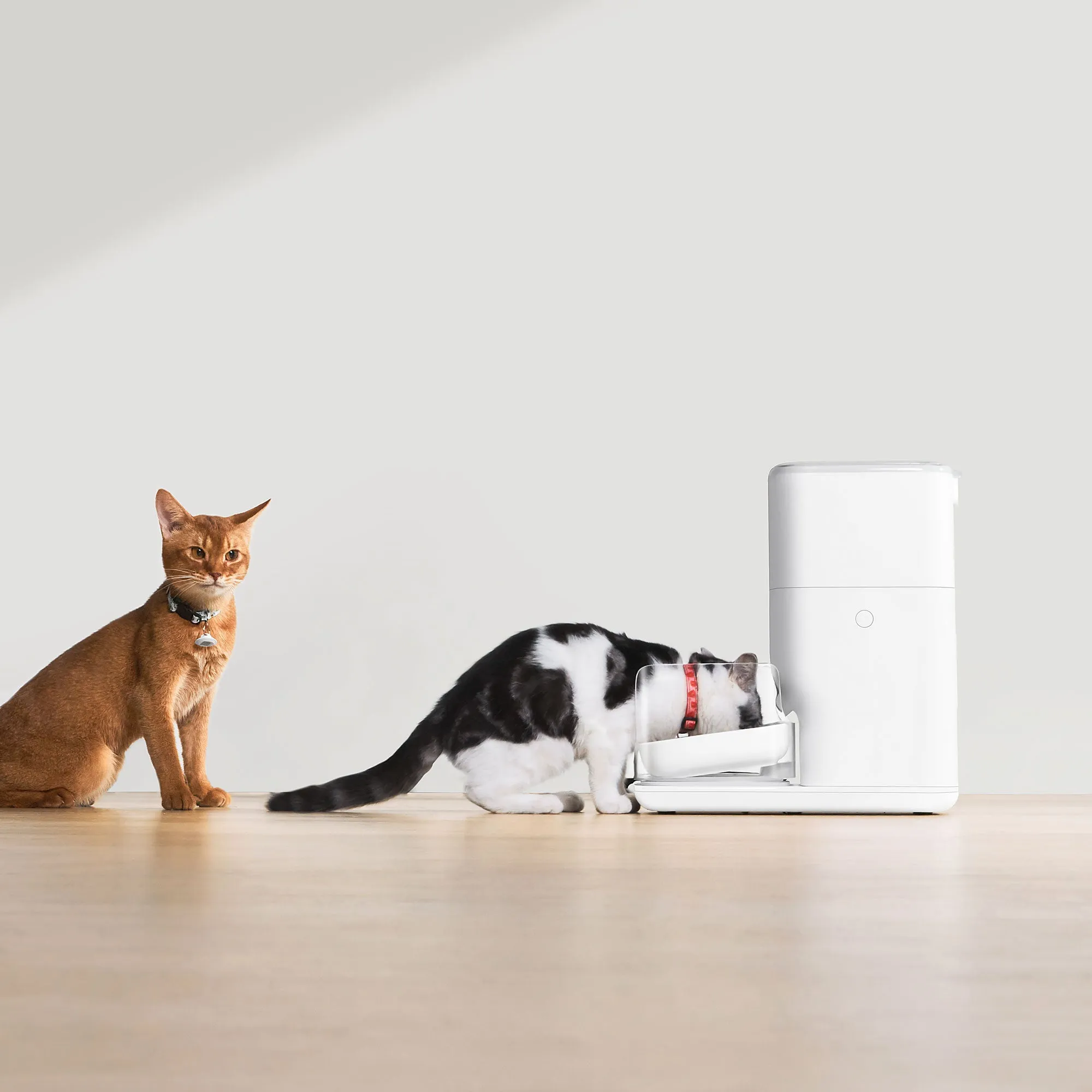 CATLINK Feeding Set