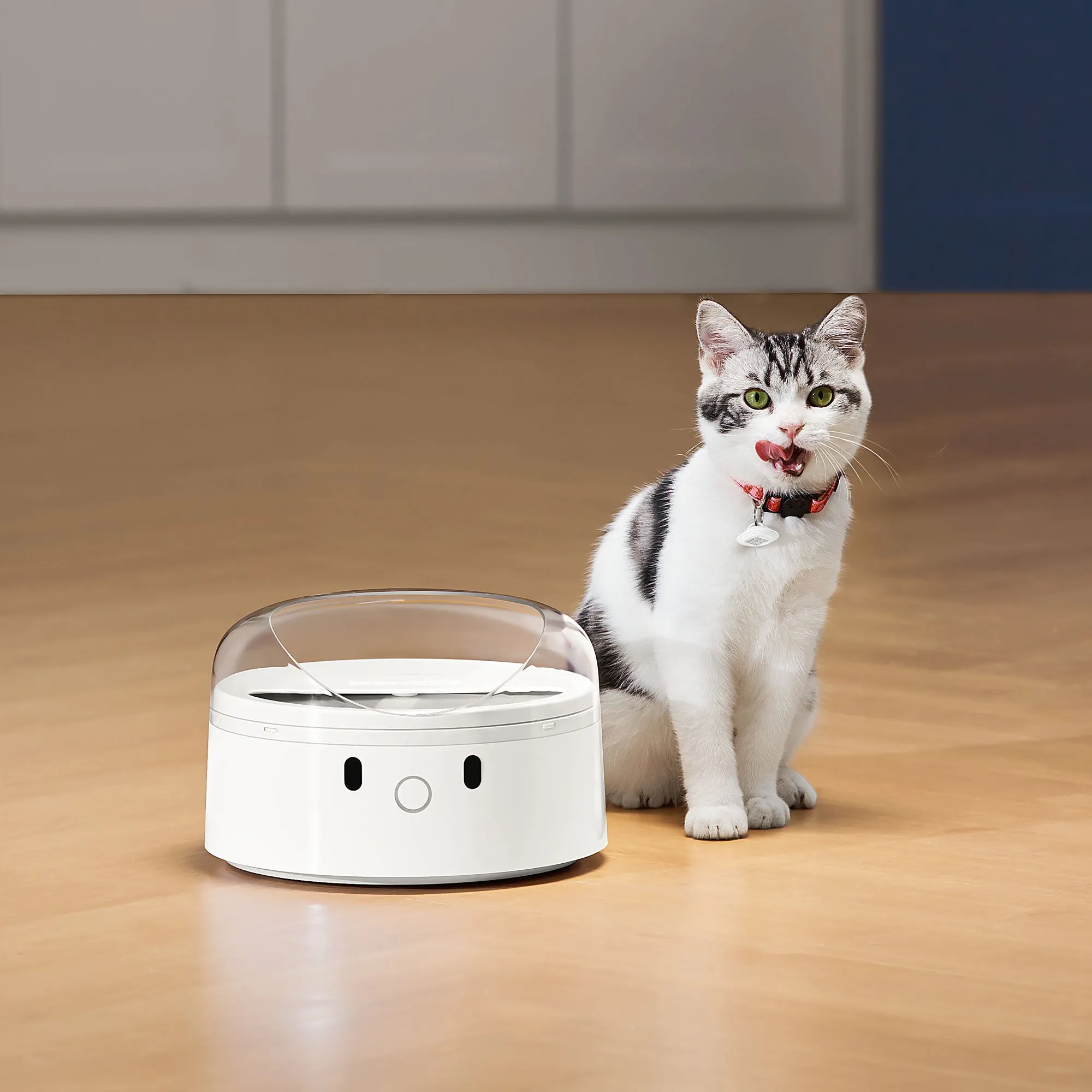 CATLINK Feeding Set