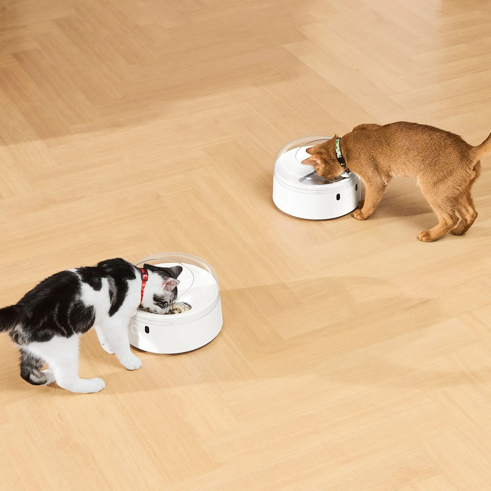 CATLINK Feeding Set