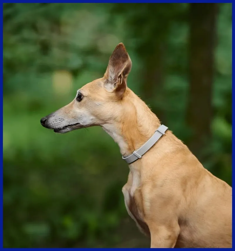 Eco Pet Health Protection Collar: Flea & Tick Defense, Long-lasting