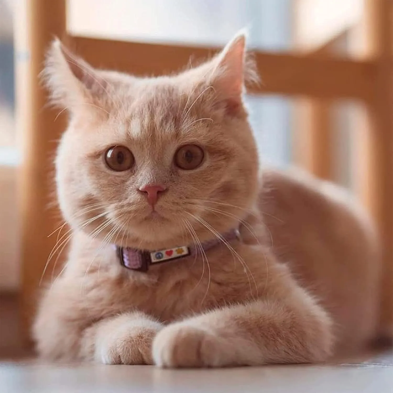 Pawtitas Reflective Cat Collar with Safety Buckle and Removable Bell Cat Collar Kitten Collar Teal Cat Collar