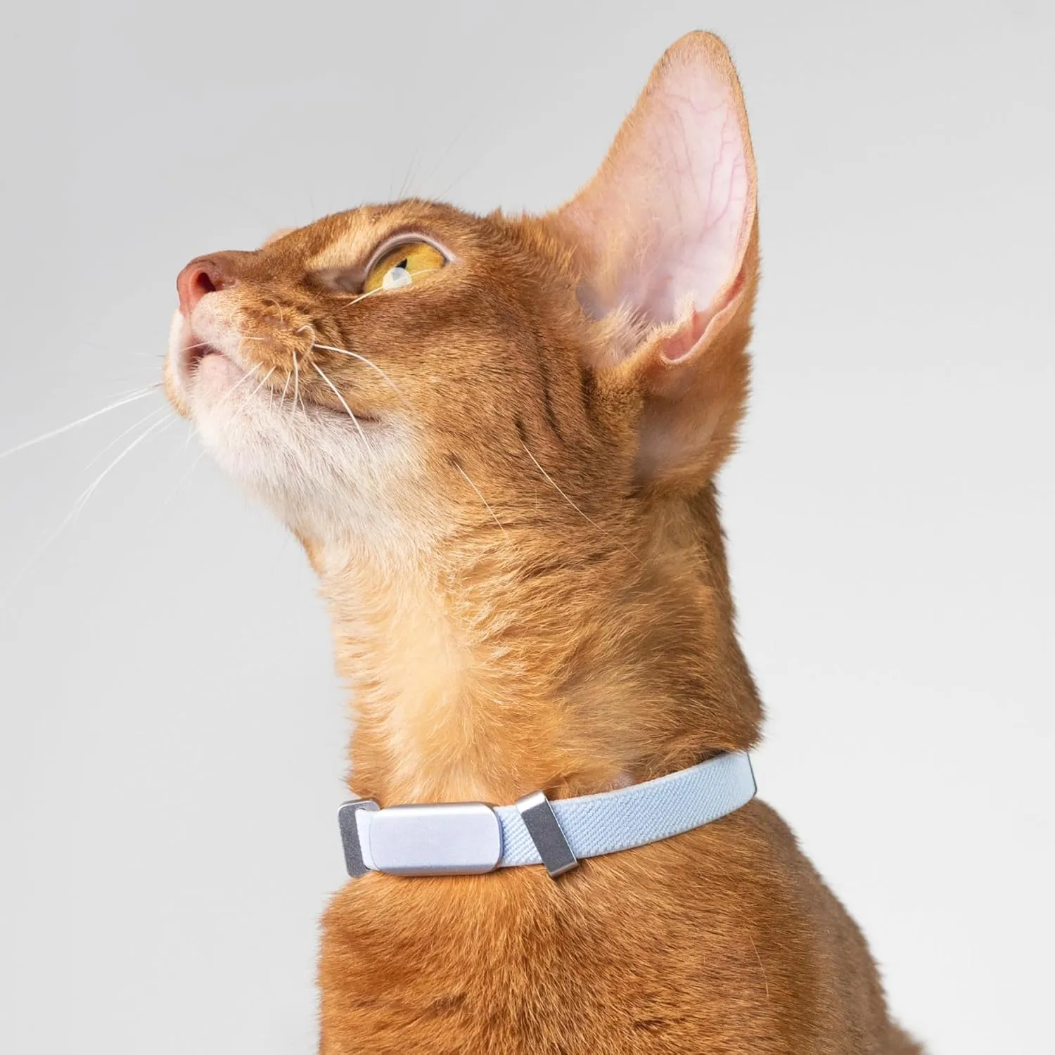 Safety Cat Collar Pro and Personalized Name Tag Set - U.S. IDA Gold Award Elastic Quick Release Cat Collar Non Breakaway Engraved Cat ID Tag for Kitten Small Large Cats (Vivid Red, M)