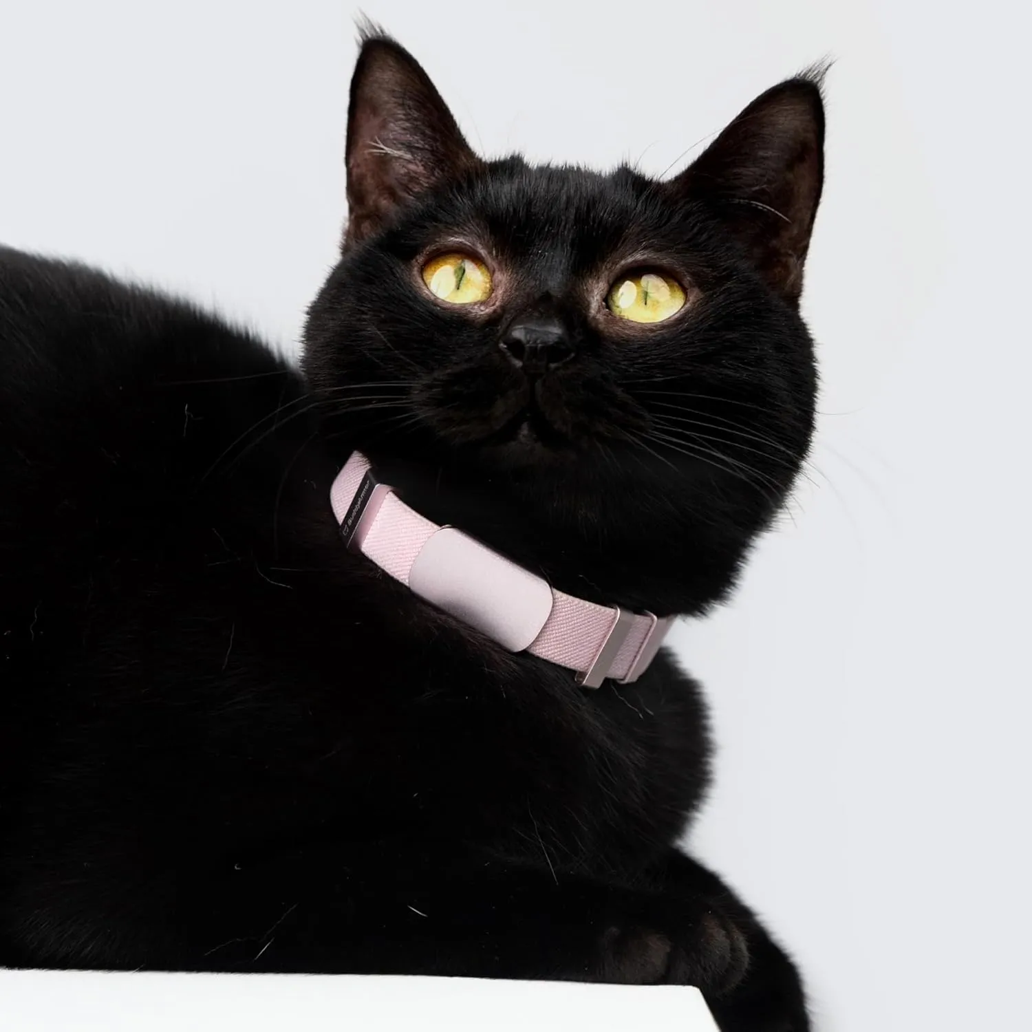 Safety Cat Collar Pro and Personalized Name Tag Set - U.S. IDA Gold Award Elastic Quick Release Cat Collar Non Breakaway Engraved Cat ID Tag for Kitten Small Large Cats (Vivid Red, M)