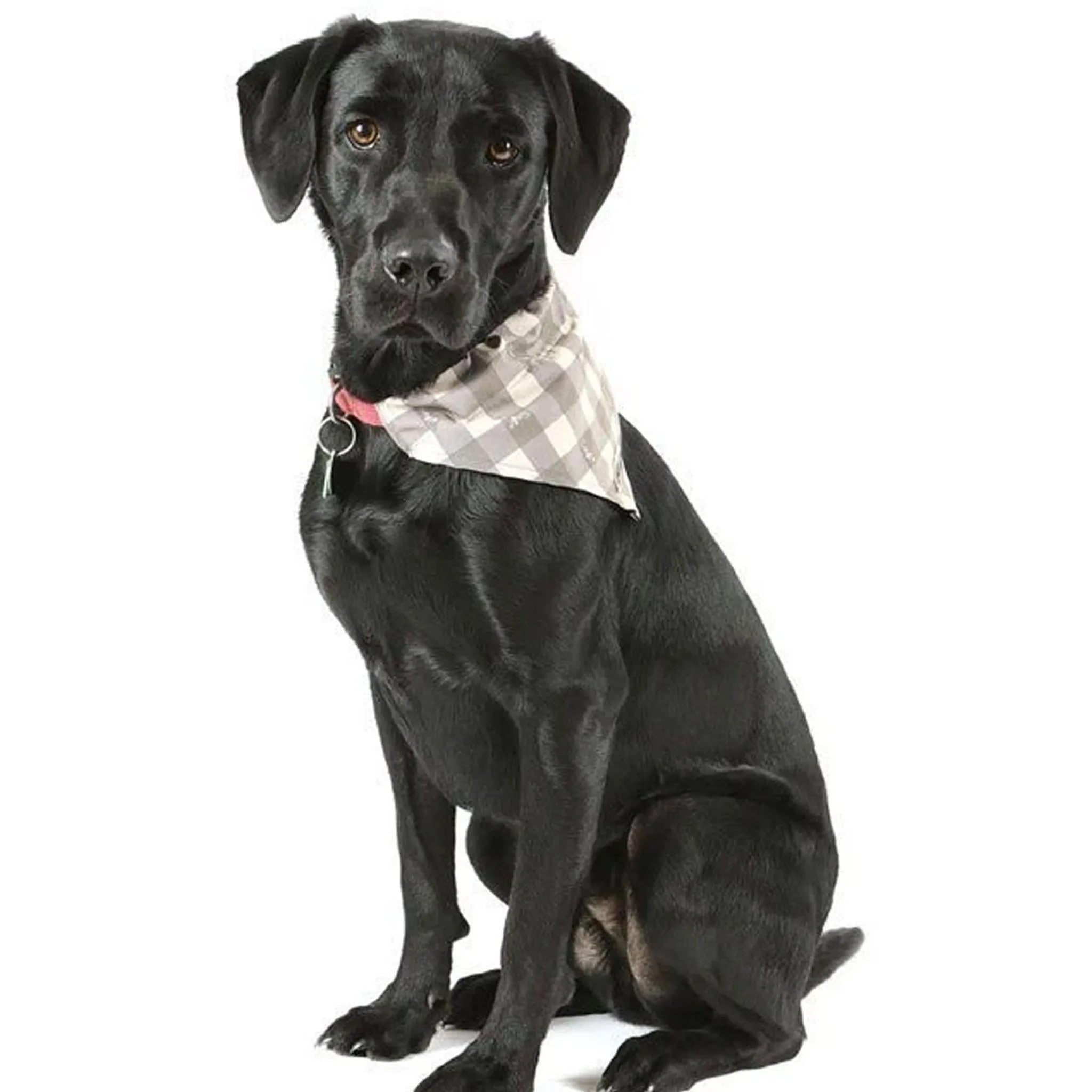 Scruffs Insect Shield® Bandana's